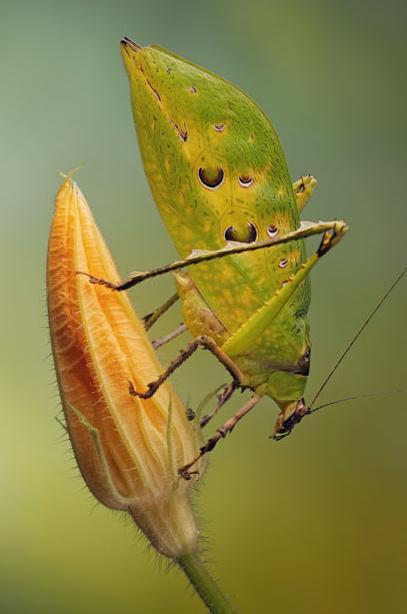 微距镜头下的奇妙昆虫图组