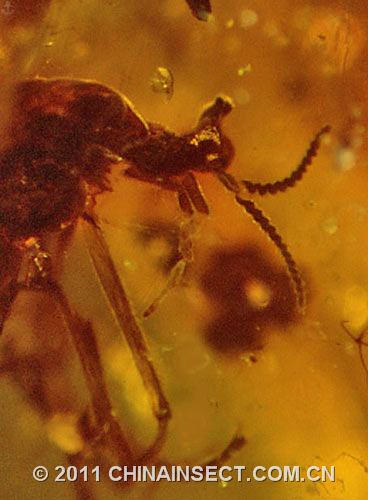 亿年前琥珀现奇特苍蝇头上长角生5只眼图