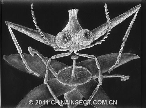 亿年前琥珀现奇特苍蝇头上长角生5只眼图