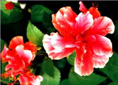 著名观赏物扶桑