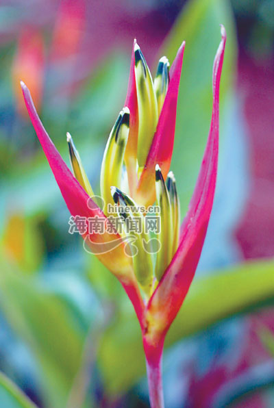 鹤蕉鲜花引种成功