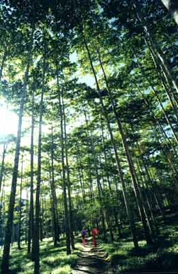 漣֮DDŻAnthocephalus chinensis