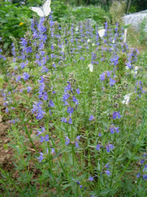 奇花异草——神香草
