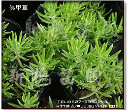 屋顶绿化指定专用草-佛甲草