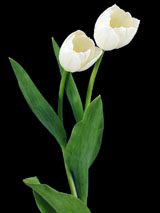 花卉为什么要有拉丁名