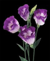 宜赏宜药的花卉植物