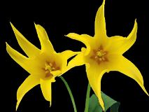 食用的观赏花卉