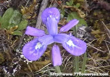 识花认草——川北野花