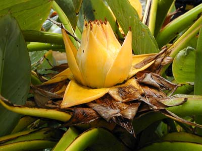 滇中奇葩-地涌金莲