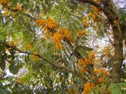 佛主诞生之树-无忧花