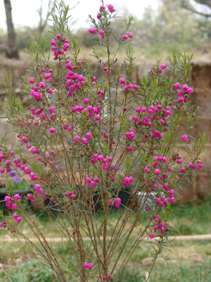 昆明高箐野生花卉研究中心新品又出——香蜜儿