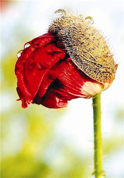 虞美人不是罂粟花