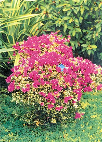 新颖奇特的叶子花