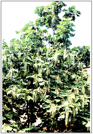 易繁殖、易生长的乡土树种——梓树