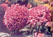 菊花--花中四君子之一