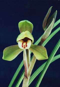 兰花---天下第一香