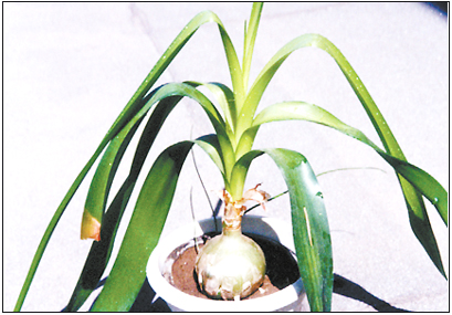 能净化空气的花卉