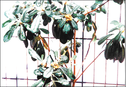 能净化空气的花卉