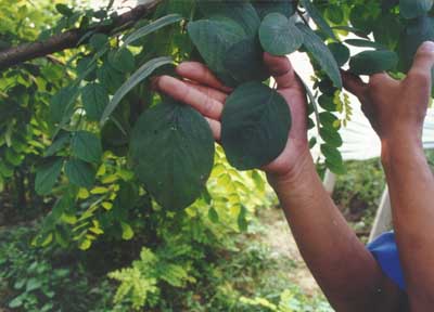 详谈四倍体刺槐
