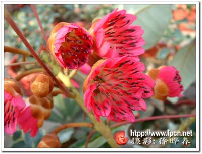 优良绿化及盆栽树种—红花荷