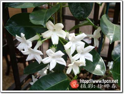 美丽的新娘花—多花黑鳗藤