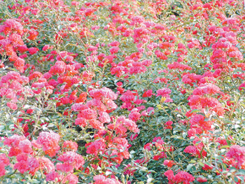 地被月季特征概述