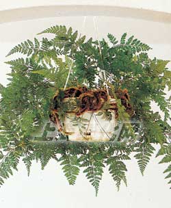 ������β��Բ����ʯާ