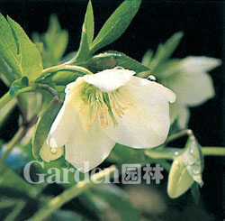 ѩ�غ��������