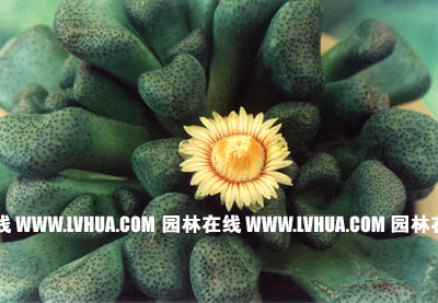 ���ɱ��µ�����