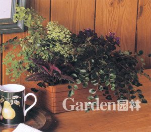 ����������ԡ�����ާ�������������������