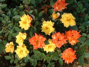 ���лʺ�---------�����¼�