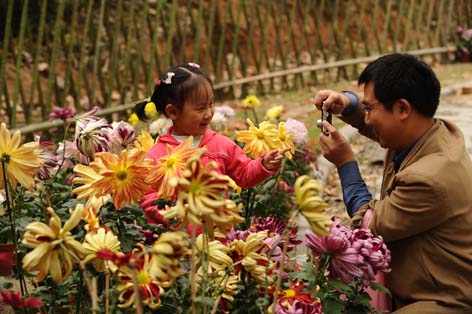 家养菊花无土栽培技术