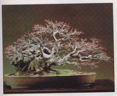 �����Ŵ�ͼ