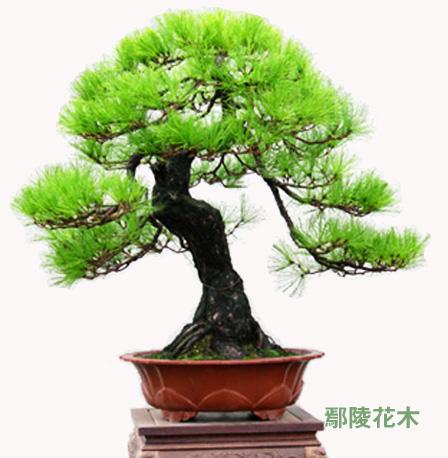 如何养护管理与观赏柽柳盆景