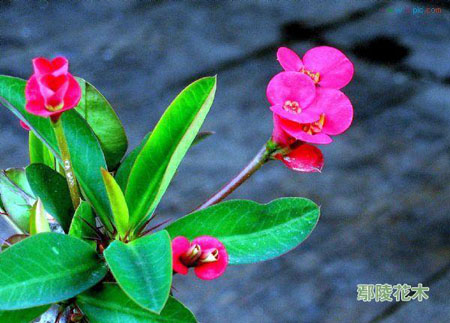 �������������󻨼ٻ����辰