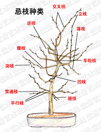 盆景枝条忌枝的分类及操作