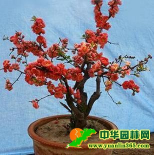 花卉盆景 日本海棠