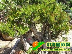 苍翠茂盛的百年小叶赤楠盆景