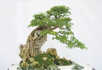 ���Ƿ��辰����