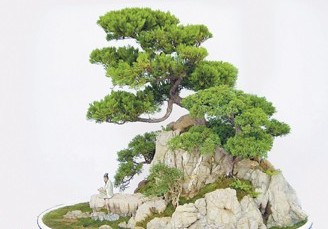 附石式盆景欣赏