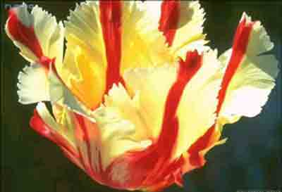 巴西国花——毛蟹爪兰图