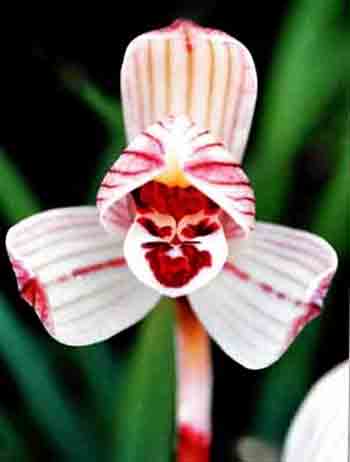 动感迷人的碧龙荷图