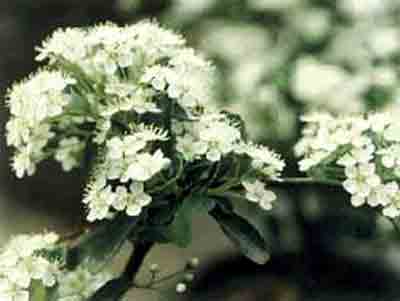 受人宠爱的火棘图