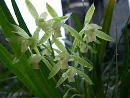 “王者之香”——兰花图