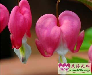 荷包牡丹的花语答应追求、答应求婚