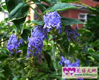 假连翘的花语邪恶和巫术