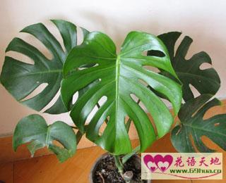 龟背竹的花语健康长寿