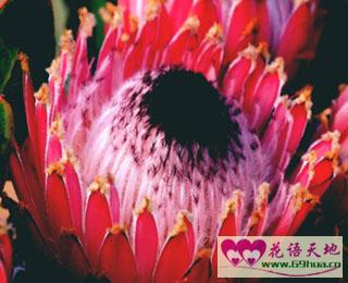 帝王花的花语胜利、圆满