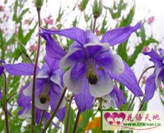 紫色耧斗菜的花语胜利
