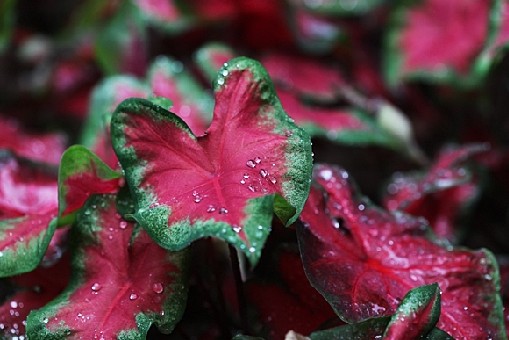 二色芋的花语喜欢、欢喜、愉快